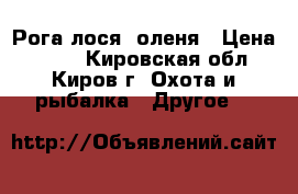 Рога лося, оленя › Цена ­ 500 - Кировская обл., Киров г. Охота и рыбалка » Другое   